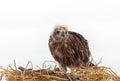 Young eagle isolated on white Royalty Free Stock Photo
