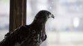 Young eagle looking out window Royalty Free Stock Photo