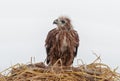 Young eagle in the nest isolated on white