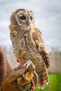 Young eagle-owl portrait Royalty Free Stock Photo