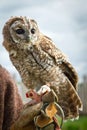 Young eagle-owl portrait