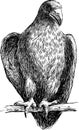 Young eagle Royalty Free Stock Photo