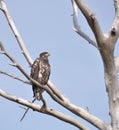 Young Eagle Royalty Free Stock Photo