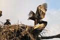 Young eagles in the nest