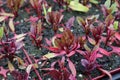 Young Early Wonder Beetroot Plants