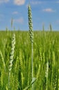 Young ears of grain on the background of blue sky Royalty Free Stock Photo