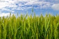 Young ears of grain on the background of blue sky Royalty Free Stock Photo