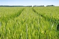 Young ears of grain on the background of blue sky