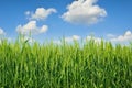 Young ears of grain on the background of blue sky Royalty Free Stock Photo