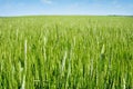 Young ears of grain on the background of blue sky Royalty Free Stock Photo