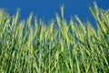 Young ears of grain on the background of blue sky Royalty Free Stock Photo