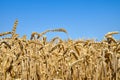 Young ears of grain on the background of blue sky Royalty Free Stock Photo