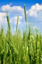 Young ears of grain on the background of blue sky Royalty Free Stock Photo