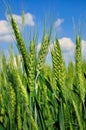 Young ears of grain on the background of blue sky Royalty Free Stock Photo