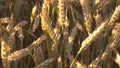 Young ears of wheat in the field. Rich harvest Royalty Free Stock Photo