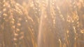 Young ears of wheat in the field. Rich harvest Royalty Free Stock Photo