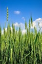 Young ears of wheat grow in the field. Harvest cereals in agriculture Royalty Free Stock Photo