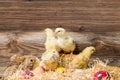Young easter chicks in the nest Royalty Free Stock Photo