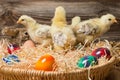Young easter chicks in the nest Royalty Free Stock Photo