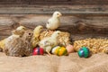 Young easter chicks in the nest Royalty Free Stock Photo