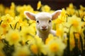 Young Easter lamb between Daffodil spring flowers