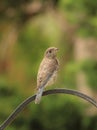 Young Eastern Bluebird perched on post Royalty Free Stock Photo