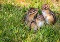 Young Eastern Chipmunk trio in green grass