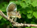 Young eastern gray squirrel Royalty Free Stock Photo