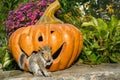 Baby Gray Squirrel playing with Halloween Decorations