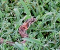 Young Eastern Hognose Snake Royalty Free Stock Photo