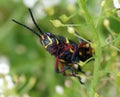 Young Eastern Lubber grasshopper Royalty Free Stock Photo