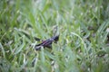 Young Eastern Lubber Grasshopper Royalty Free Stock Photo