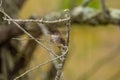 Eastern Phoebe bird with food Royalty Free Stock Photo