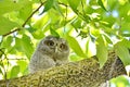 Young Eastern Screech Owl - Owlet Royalty Free Stock Photo