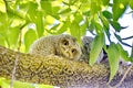 Young Eastern Screech Owl - Owlet Royalty Free Stock Photo