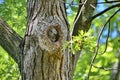 Young Eastern Screech Owl - Owlet Royalty Free Stock Photo