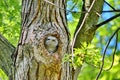 Young Eastern Screech Owl - Owlet Royalty Free Stock Photo