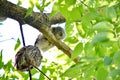 Young Eastern Screech Owl - Owlet Royalty Free Stock Photo