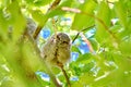 Young Eastern Screech Owl - Owlet Royalty Free Stock Photo