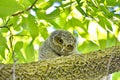 Young Eastern Screech Owl - Owlet Royalty Free Stock Photo