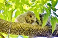 Young Eastern Screech Owl - Owlet Royalty Free Stock Photo