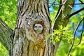 Young Eastern Screech Owl - Owlet Royalty Free Stock Photo