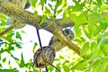 Young Eastern Screech Owl - Owlet Royalty Free Stock Photo