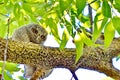 Young Eastern Screech Owl - Owlet Royalty Free Stock Photo