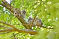 Young Eastern Screech Owls - Owlets Royalty Free Stock Photo