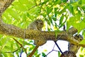 Young Eastern Screech Owls - Owlets Royalty Free Stock Photo