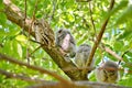 Young Eastern Screech Owls - Owlets Royalty Free Stock Photo