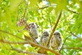 Young Eastern Screech Owls - Owlets Royalty Free Stock Photo