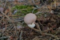 young puffball Lycoperdon perlatum in the pine forest
