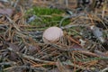 young puffball mushroom Lycoperdon perlatum